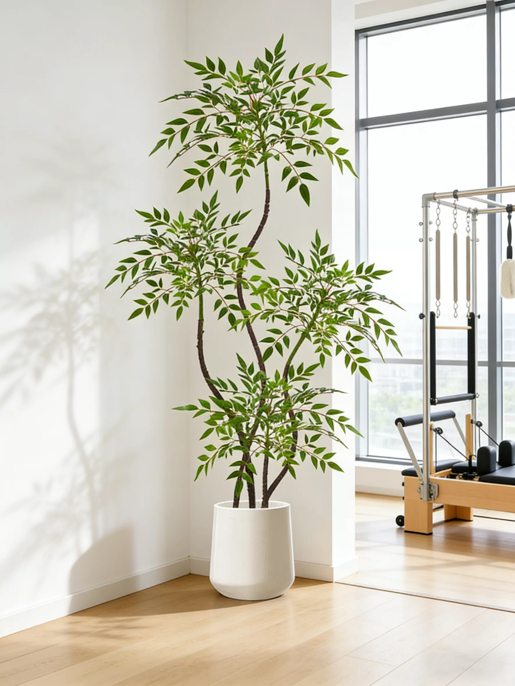 Potted Plants
